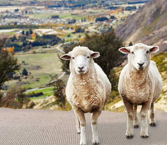 Is wool carpeting right for you?