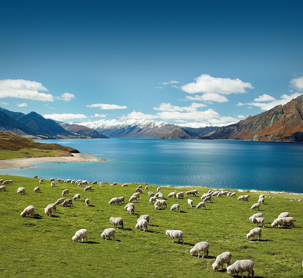 THE FINEST NEW ZEALAND WOOLS