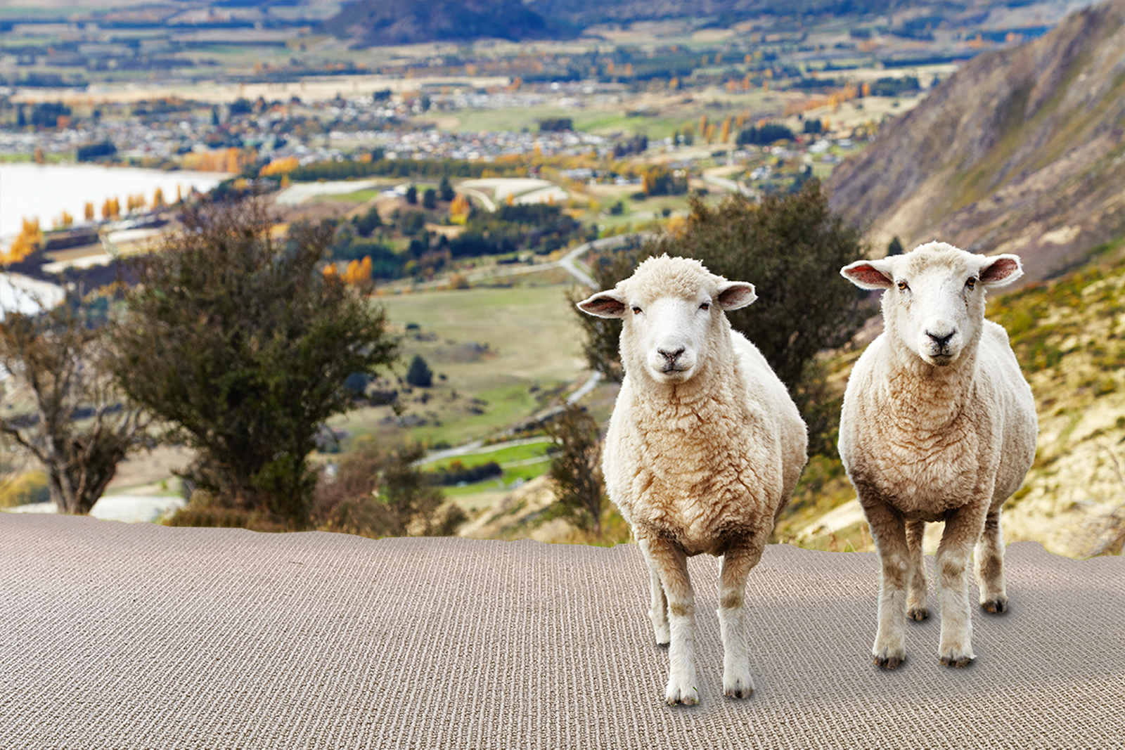 Sheep Blog